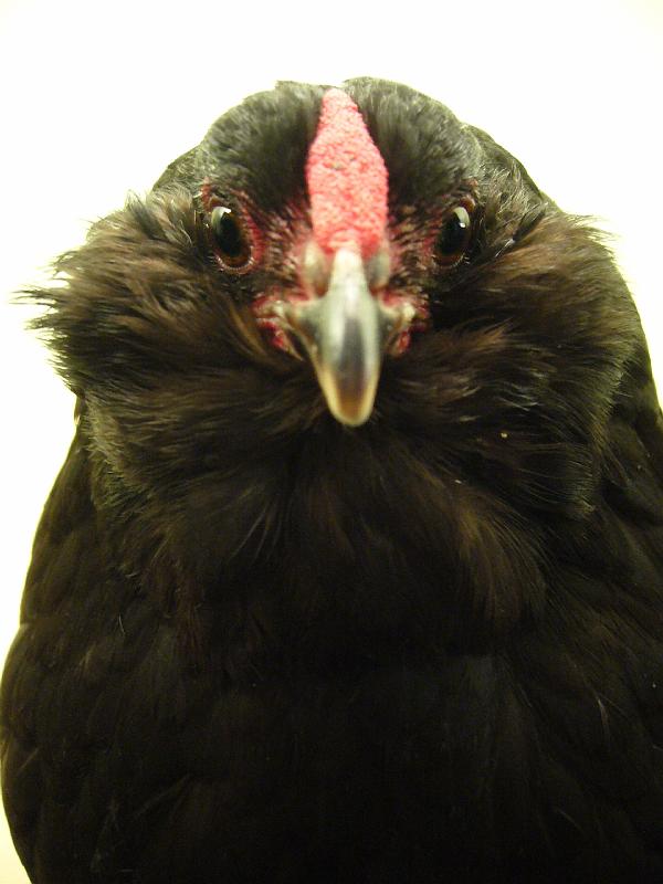 Munster 2009 112.jpg - Antwerpener Bartzwerge schwarz von Julian Temme